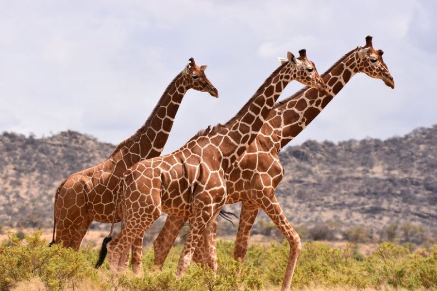 Ol Pejeta Conservancy: Rhinos, Chimpanzees & Wildlife Experiences