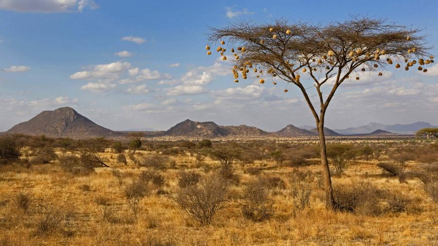 Samburu National Reserve Guide: Discover Kenya’s Unique Wildlife & Scenic Landscapes