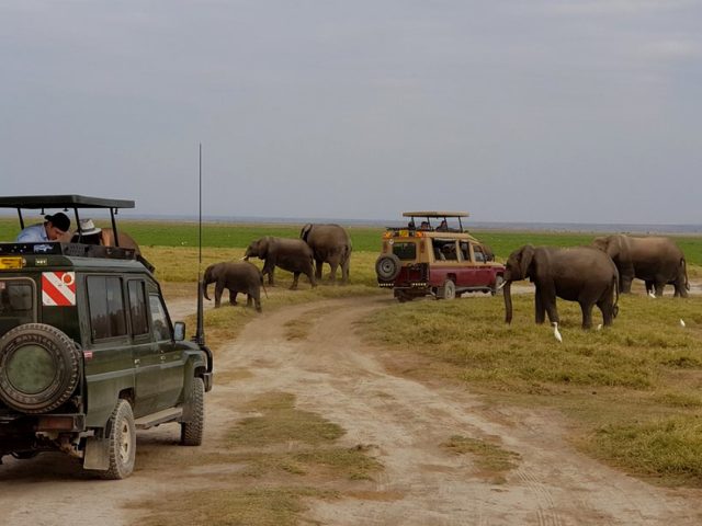 Amboseli National Park Travel Guide: Wildlife, Elephants & Mount Kilimanjaro